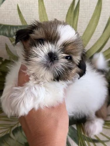 Lhasa Apso Uma Raça com Carisma Inigualável