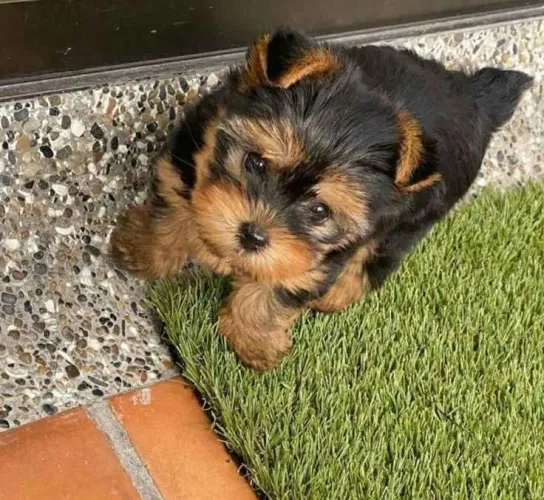 Filhote Yorkshire Terrier, Pequenos, brincalhões e prontos para te conquistar!