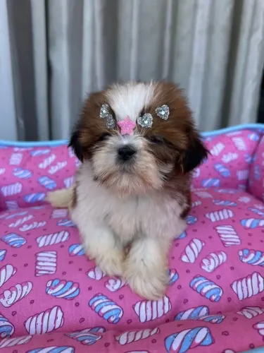 Shih-Tzu Miniatura Fêmea Tricolor Filhote com Pedigree e Microchip