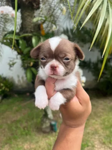  Chihuahua-Procedência e controle de Saúde.