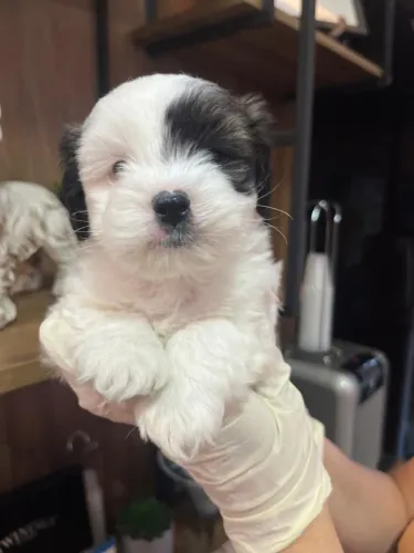 Filhote Mini Lhasa Apso com vacinação ética e garantia de saúde