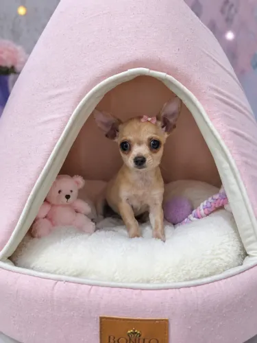 2 Chihuahuas Fêmeas - Filhotes Disponíveis