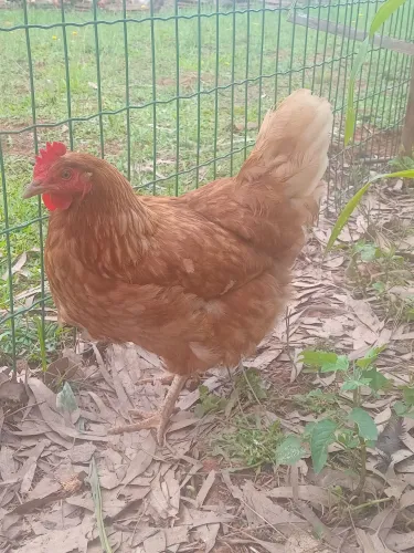 Galinhas poedeiras tipo caipira
