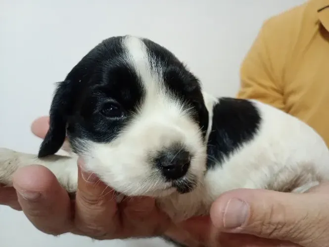 Lindos filhotes de Cocker Spaniel inglês 