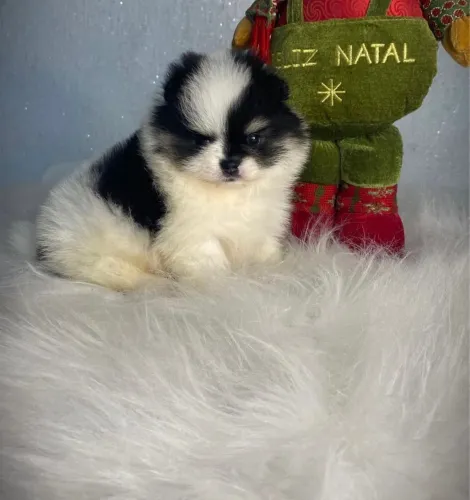 Spitz alemão fêmea preta, branca e castanho 