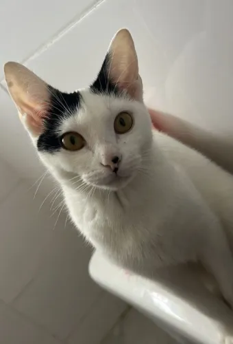 Gatinha com menos de um ano para doação 