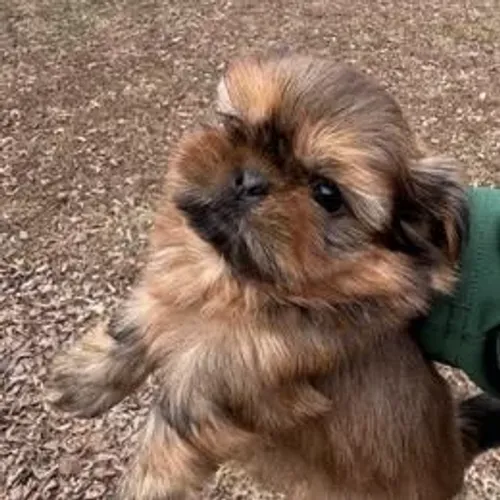Lhasa Apso,Lhasa Apso Filhote Estrutura Perfeita Disponível