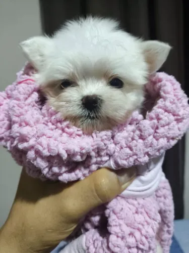 Vendo maltês fêmea mini Gaby face