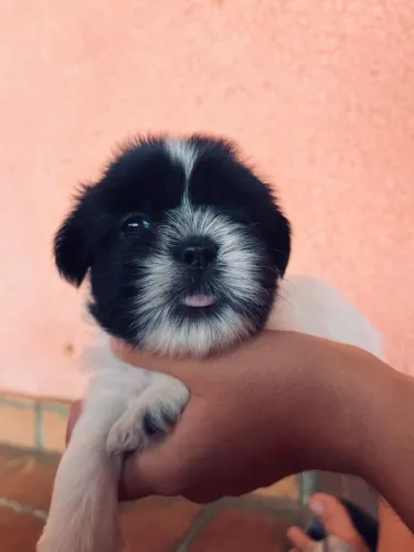 Vendo Shitzu MACHO (filhote)