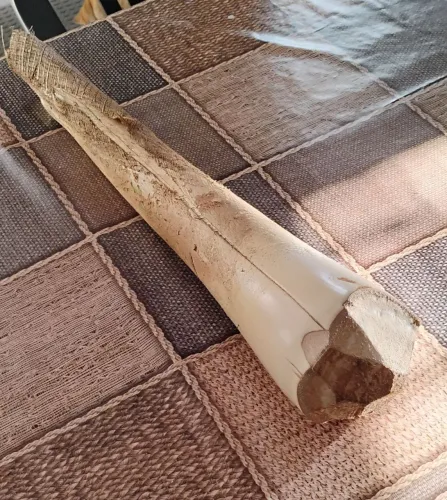 Guariroba