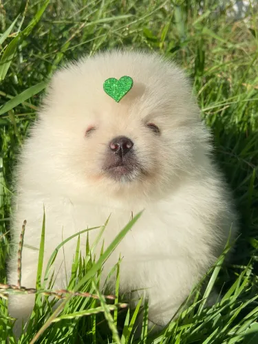 Lulu da Pomerania MACHO. 
