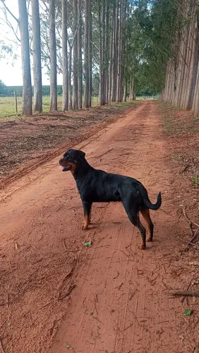 PROCURA-SE MACHO ROTTWEILER PARA CRUZA ?