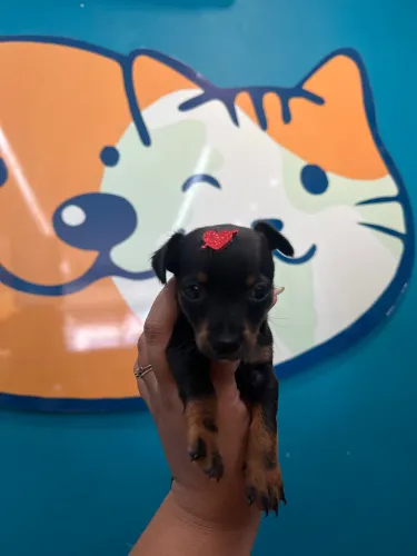 Pinscher fêmea miniatura