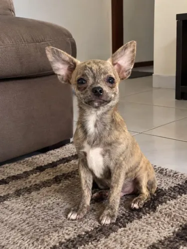 Chihuahua Macho