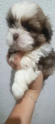 Macho de shitzu