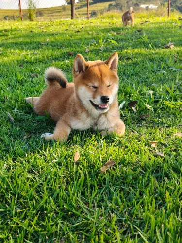 Shiba Inu