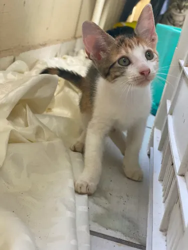 Gatos ? para adoção 