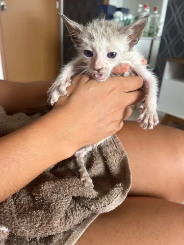Gatinha para adoção