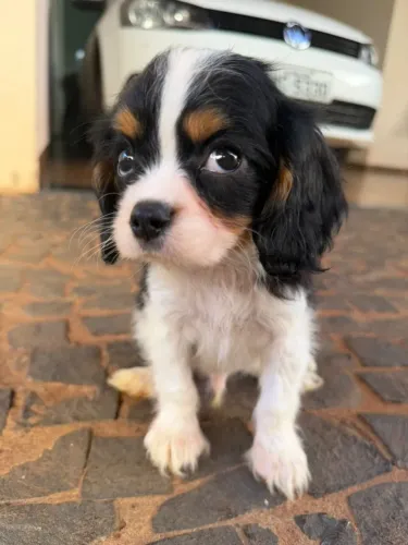Filhotes de Cocker | O amor de um filhote de cachorro é verdadeiro.