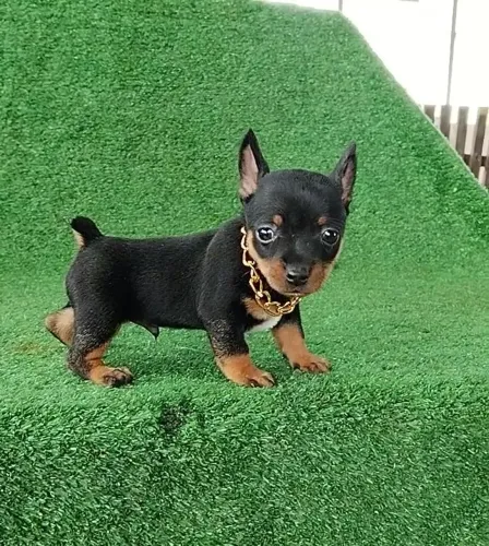 Filhote de Pinscher Disponível 