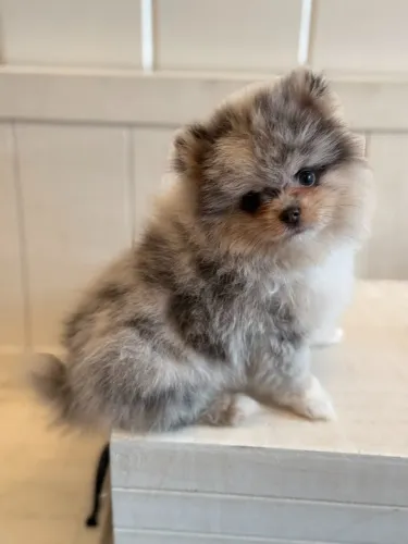Spitz Alemão Inspirando Alegria Em Novas Descobertas