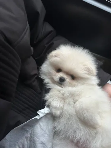 Cachorro Lulu da Pomerania filhote, garanta o seu agora