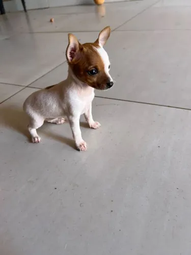 Pinscher ZERO