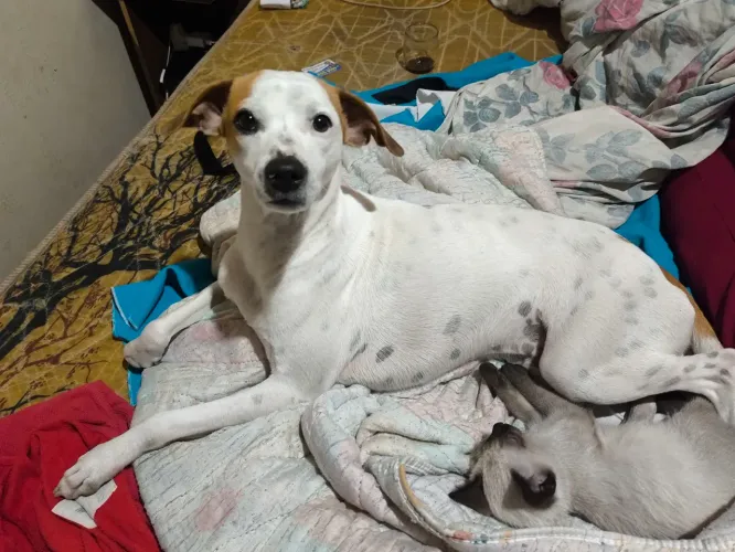 Estou doando esses cachorros São dócio e mansso e boms pra cuidar o quintal só estou doand