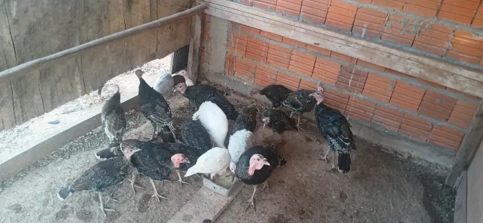 Vendo lote de peru 