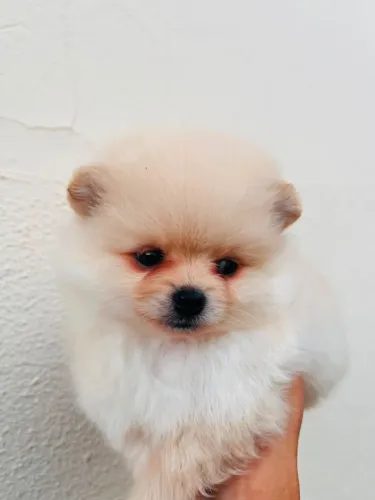 Filhote spitz MACHO