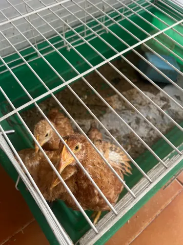 Galinha 