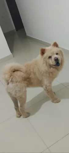 Cachorro show show