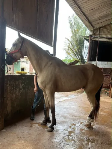 Vendo Cavalo Campolina Castrado