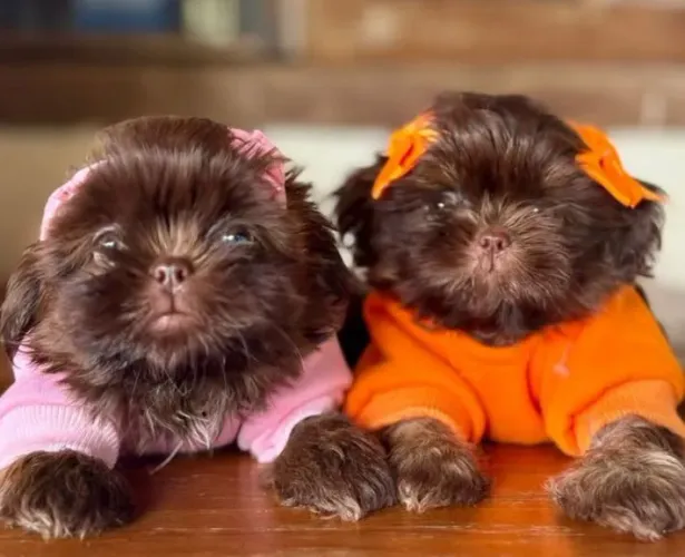 Shih Tzu mini cor raríssima