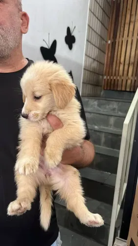Filhote Golden Retriever, Um rabinho abanando pode ser a melhor coisa da sua vida!