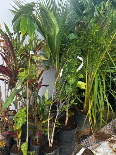 Coqueiro