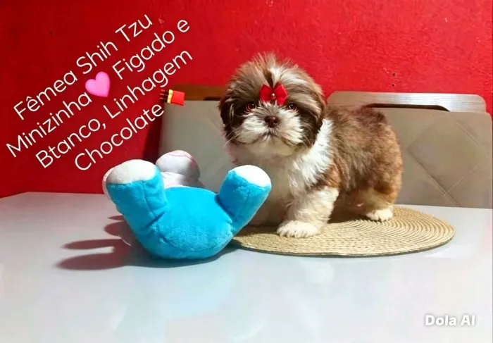 FÊMEA MINIZINHA* SHIH TZU* LINHAGEM* CHOCOLATE *PERFEIÇÃO* ALTO PADRÃO