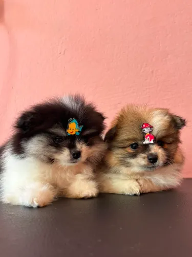 Lulu pomeriana 