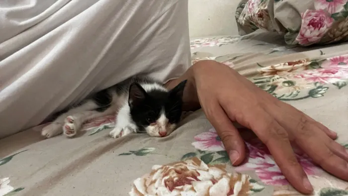 Adoção responsável de gato