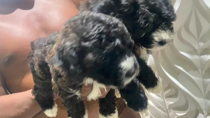 Filhotes poodle 