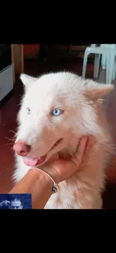 Vendo cachorro husky siberiano macho adulto