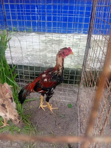Galo cabloco