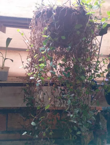 Novas plantas 