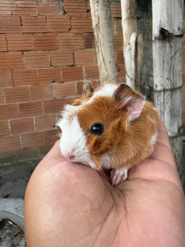 Porquinho da Índia - Macho - 15 dias - Raça Abissínio