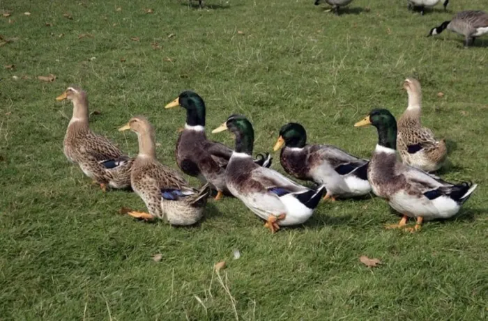Paturi patos Mallard