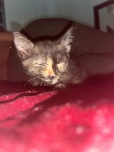Gatinha pra doação