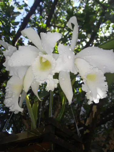Orquídeas e Cachepot