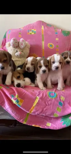 Beagles orelhudos 13 polegadas