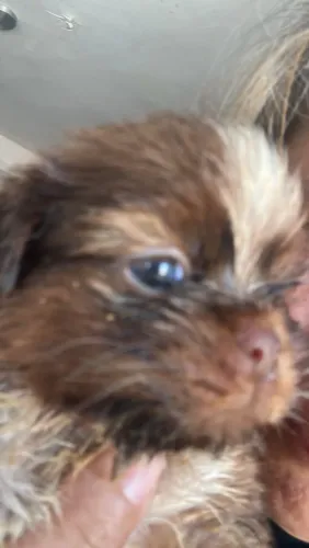 Vendo filhotes de cachorro Shitzu Mini