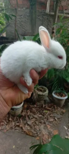 Filhotes de Coelho da Raça Nova Zelândia